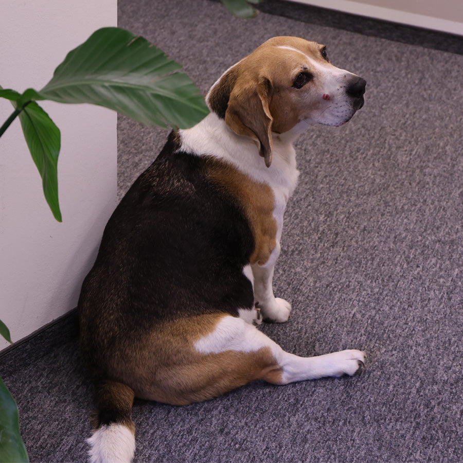 Bürohund sitzt auf dem Teppich im Hamburger Atelier neben einer Grünpflanze