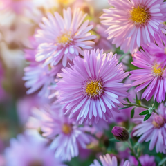 Birth flower September: Aster