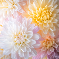 Birth flower November: Chrysanthemum